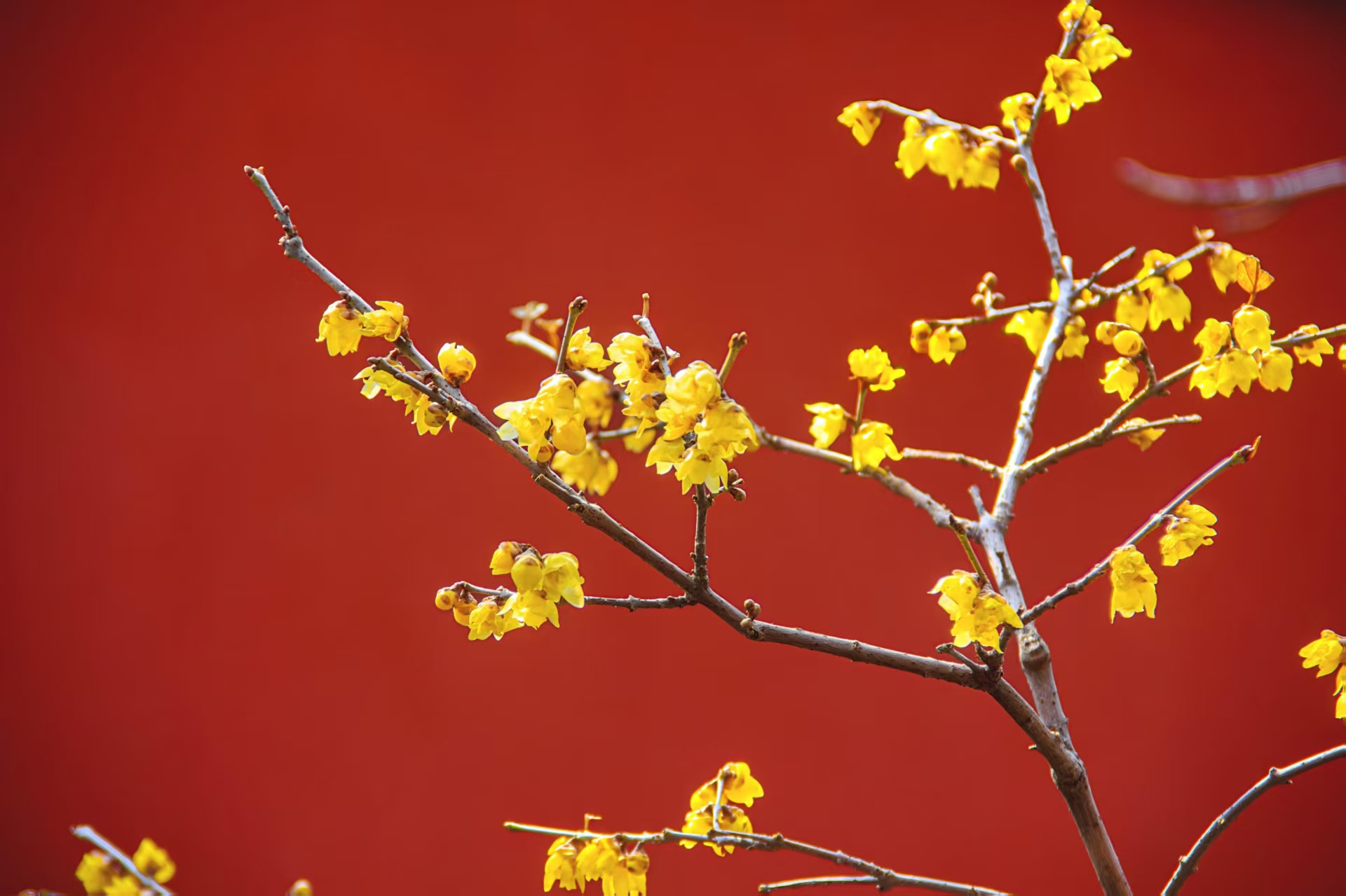 Featured image of post 国家植物园