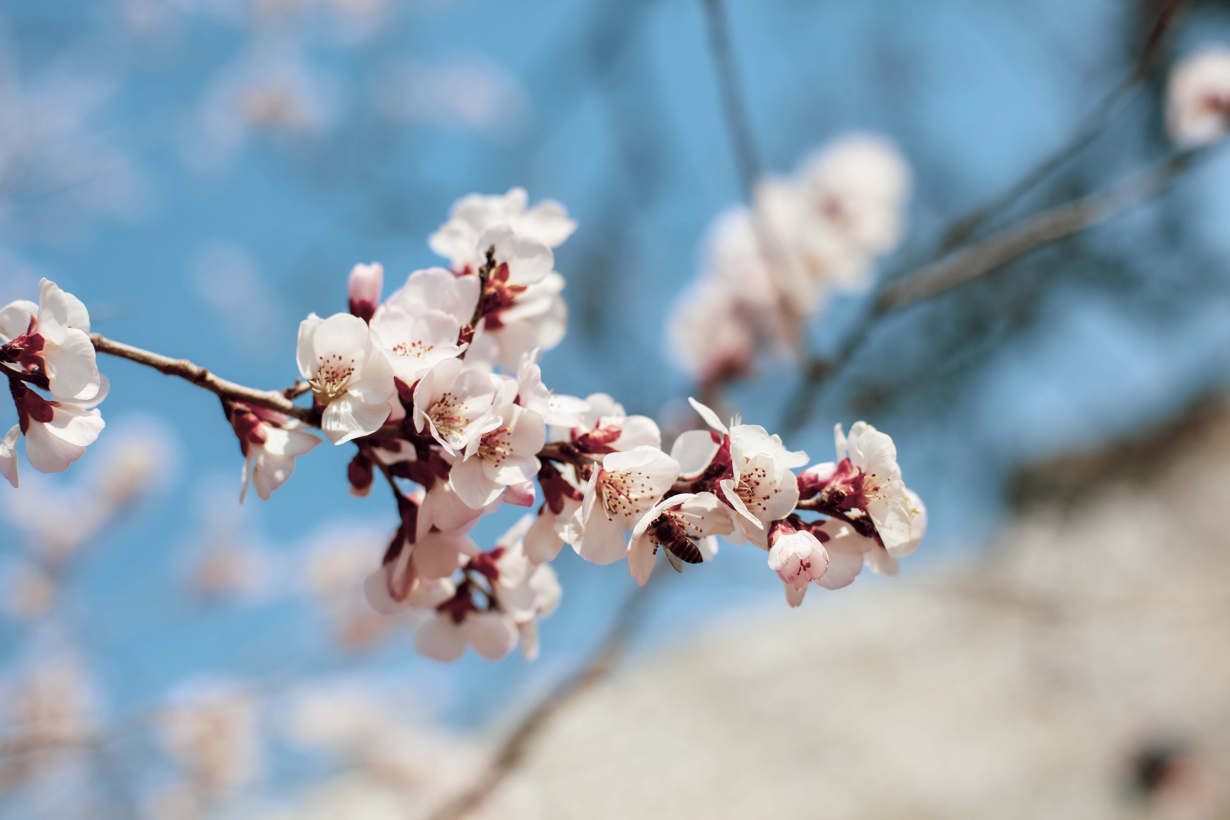 Featured image of post 一些花